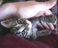 Baby Miso
