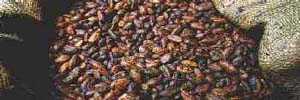 Cocoa beans