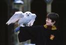 Daniel Radcliffe as Harry Potter