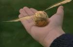 The golden snitch